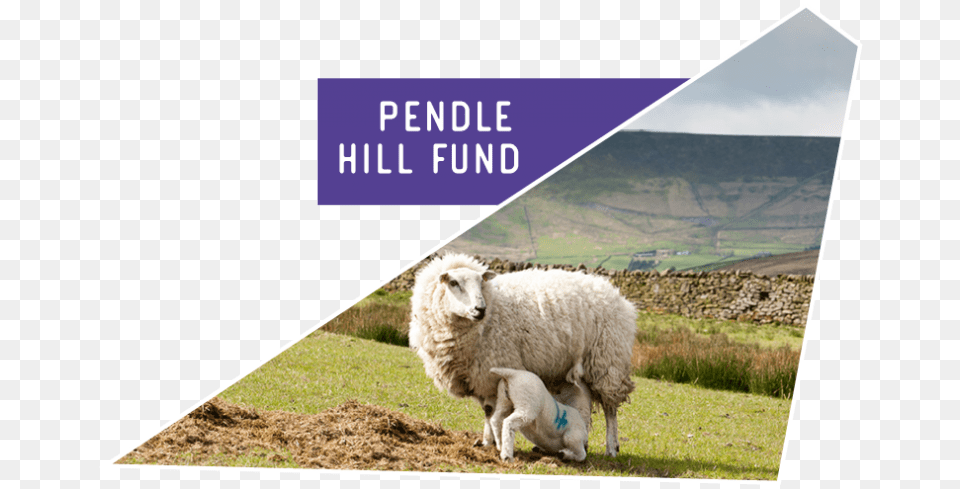 The Pendle Hill Fund Is A Community Grants Scheme Sheep, Animal, Mammal, Livestock, Rural Free Png Download