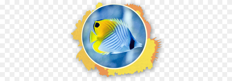 The Pennant Fish Is Incredible Social And Is Even Seen Triggerfish Maui, Angelfish, Animal, Sea Life Free Png Download