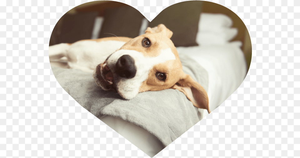 The Perfect Pooch Nyc Hotels, Animal, Canine, Dog, Hound Free Png Download