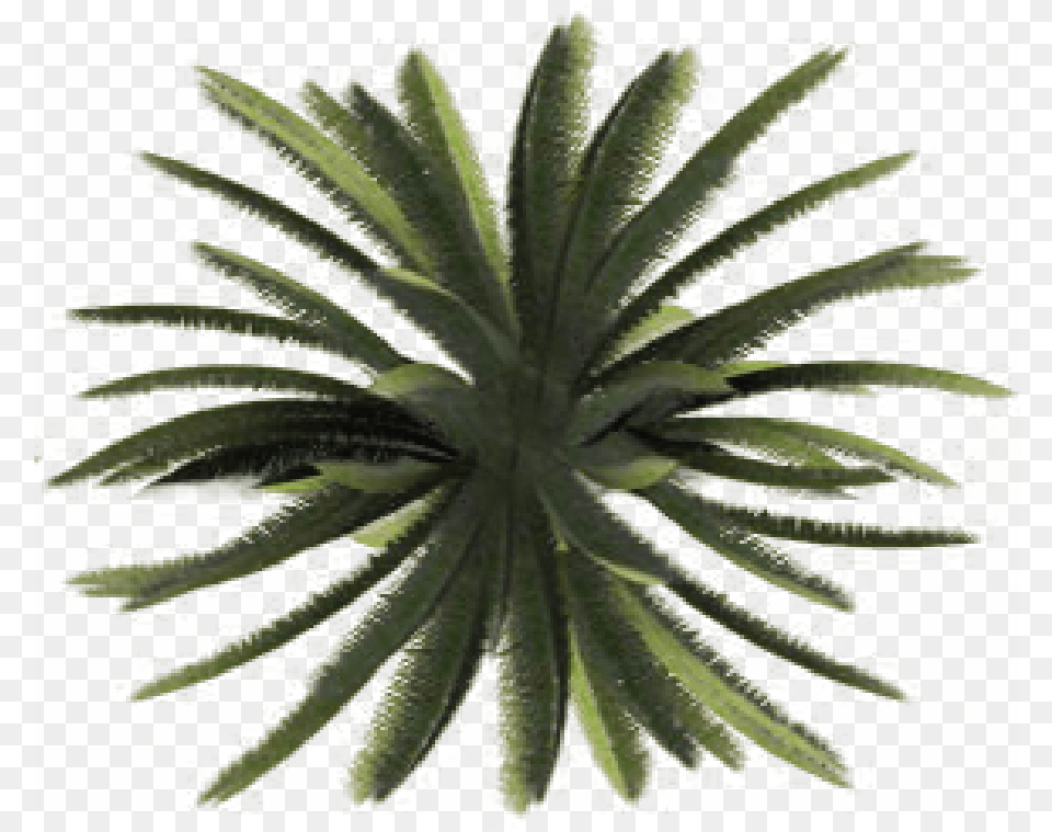 The Perfect Visit For A Curious Architecture Student Palm Tree Plan, Food, Fruit, Pineapple, Plant Png
