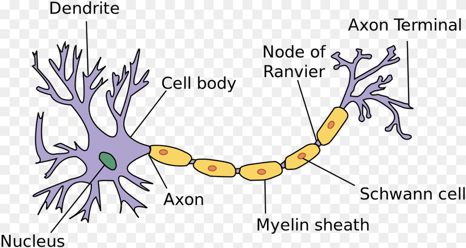 The Peripheral Nervous System Consists Of All Other Parts Of Neuron, Antler, Accessories Png Image