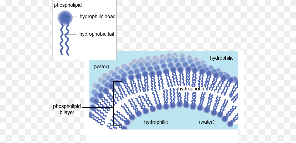 The Plasma Membrane Hydrophobic And Hydrophilic, Chart, Plot Png