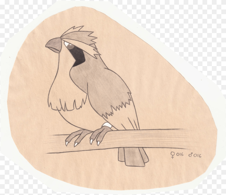The Pokemon Ornithologist Pidgey Illustration, Animal, Bird, Quail, Jay Png
