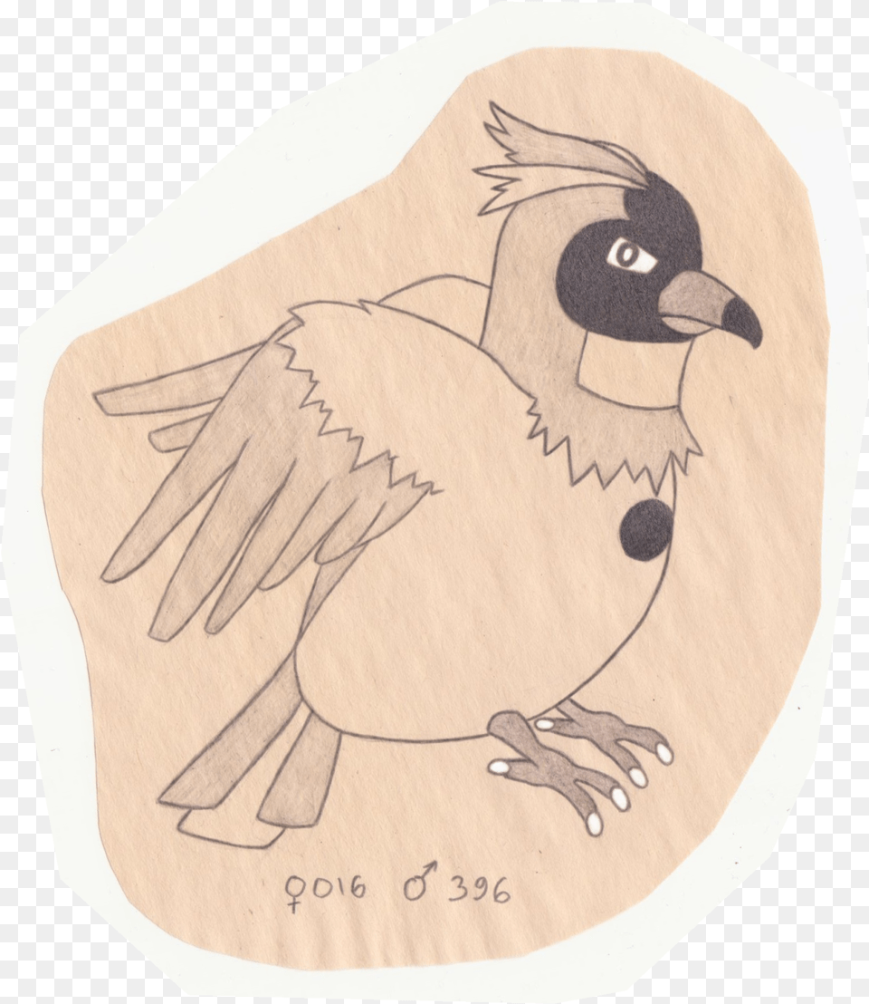 The Pokemon Ornithologist Pidgey Junco, Animal, Bird, Vulture, Jay Free Png Download