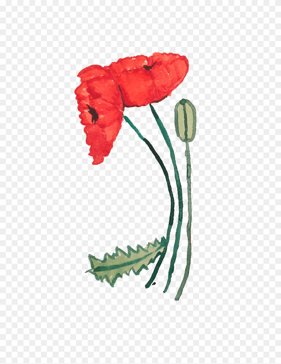 The Poppy The Peony Charmellow, Flower, Plant, Rose Png Image