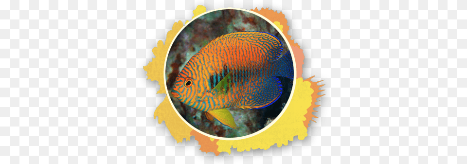 The Potter39s Angel Fish Is Known To Show Up At Cleaning Rare Fish To See At Maui, Animal, Sea Life, Angelfish, Rock Beauty Png