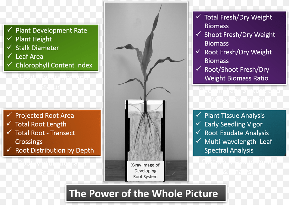 The Power Of The Whole Picture Trophy, Advertisement, Poster, Plant Png