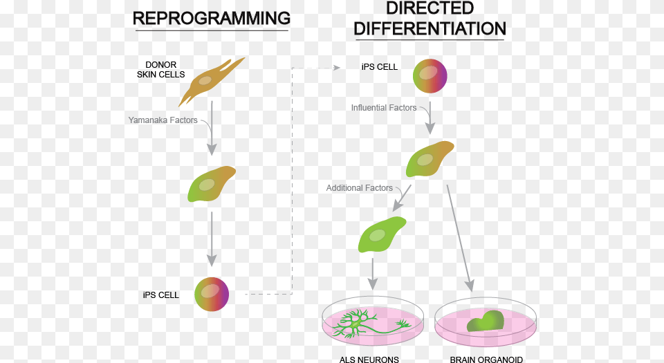 The Process Of Reprogramming Mature Skin Cells To Revert Brain Organoids Motor Neurons Png Image