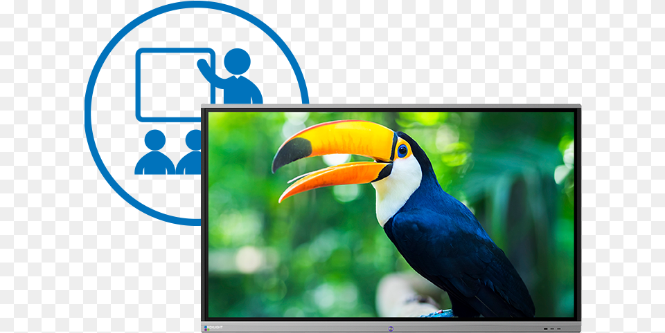 The Procolor Interactive Flat Panel Display By Boxlight Amazon Rainforest With Animals, Animal, Beak, Bird, Screen Png