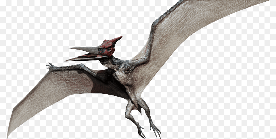 The Pteranodon Looks Awful Jurassic Park Flying Dinosaur Name, Animal, Bird, Accessories Png
