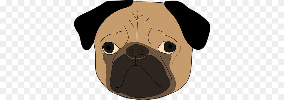 The Pug Face, Head, Person, Snout Png