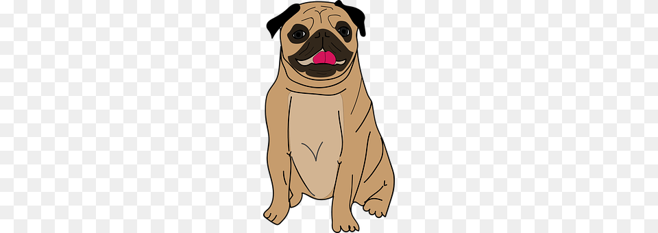 The Pug Animal, Canine, Mammal, Pet Png