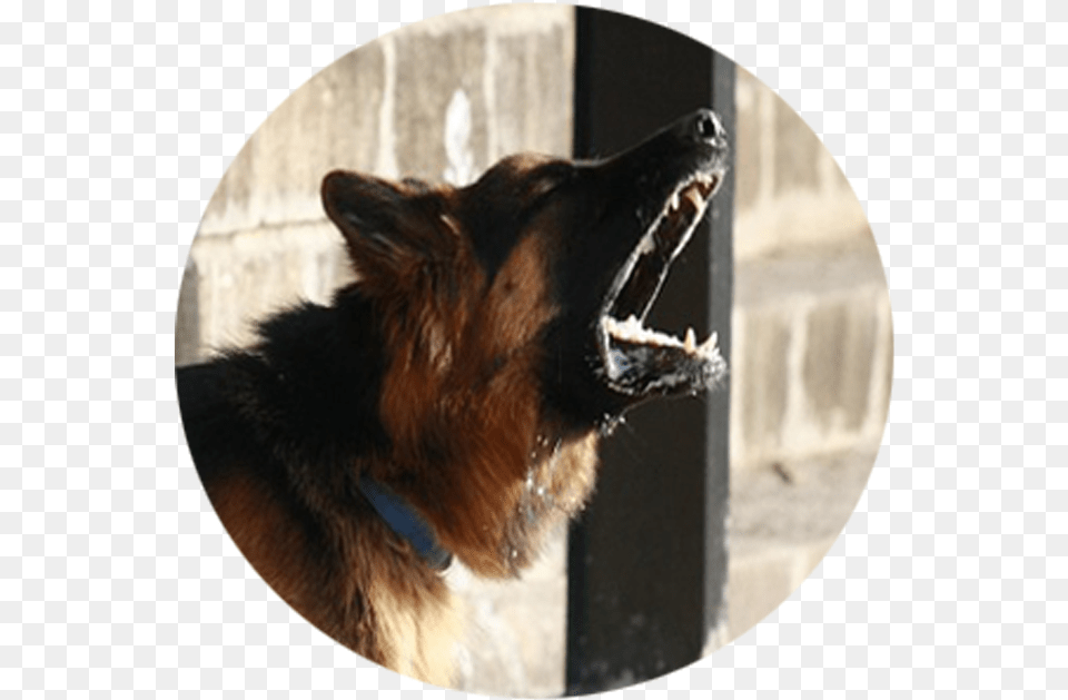 The Quiet Command Dog Barking, Animal, Canine, German Shepherd, Mammal Png Image