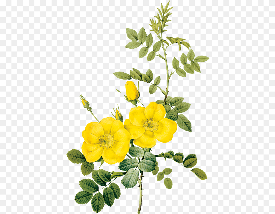 The Raphael Of Flowers Pierre Joseph Redoute Art Kaleidoscope Yellow Flower Painting, Anemone, Geranium, Leaf, Plant Png Image