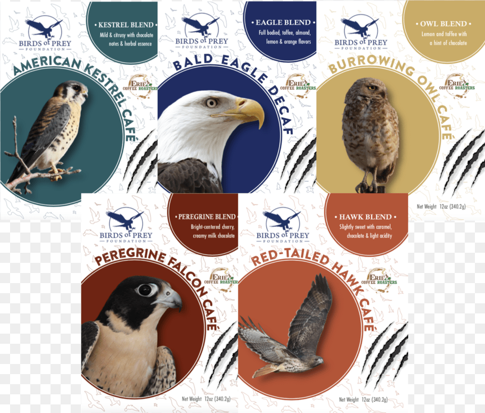 The Raptor Collection Bald Eagle, Animal, Beak, Bird, Hawk Free Png Download