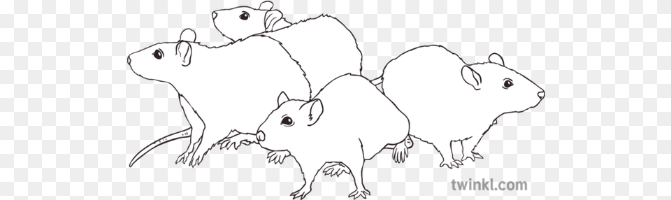 The Rats Black And White Illustration Twinkl Hand Love Black And White Clipart, Animal, Mammal, Rat, Rodent Free Png Download