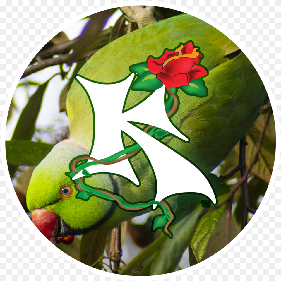 The Real Animal That Magikarp U0026 Gyarados Are Based Upon Despised Icon New, Bird, Parakeet, Parrot, Leaf Png Image