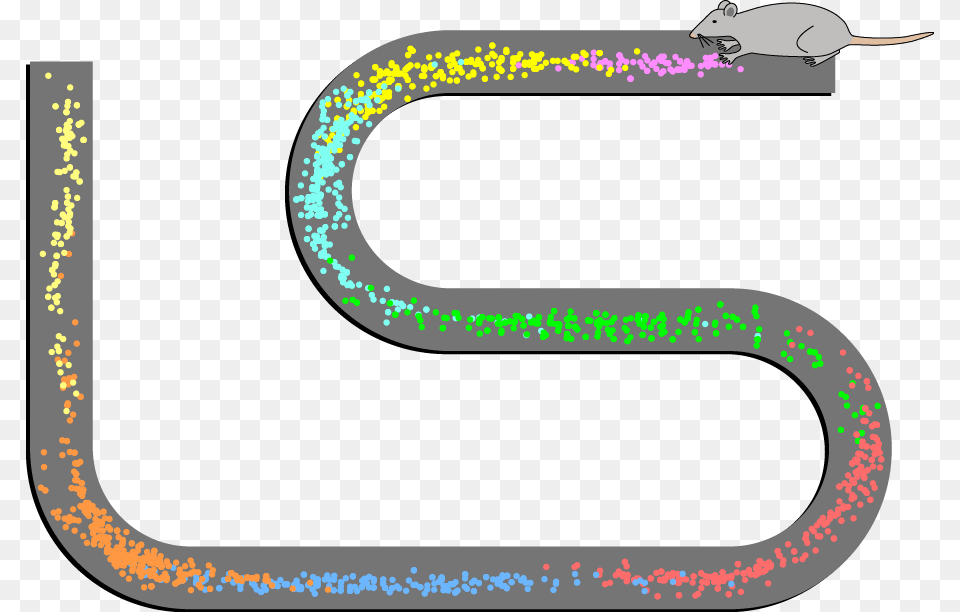 The Recent Nobel Prize Was Not About Solving Alzheimer39s Hippocampal Place Cells, Animal, Mammal, Rat, Rodent Png