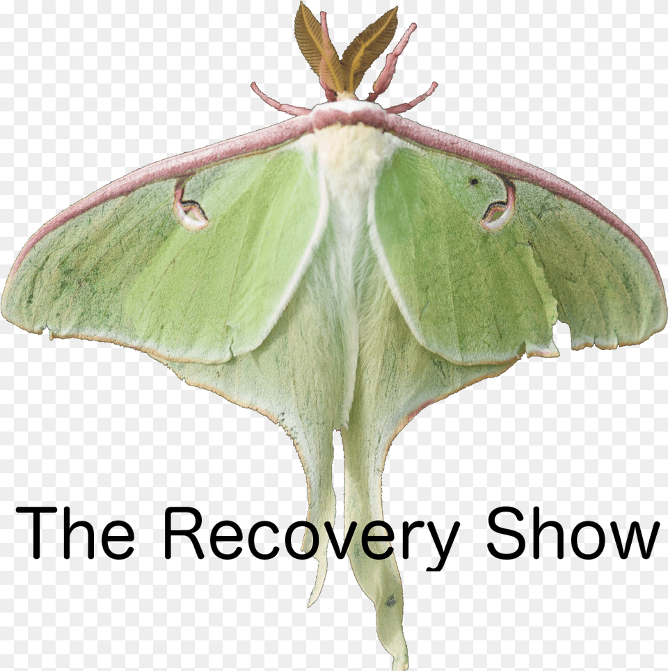 The Recovery Show Recovery Show Podcast, Animal, Insect, Invertebrate, Butterfly Png Image