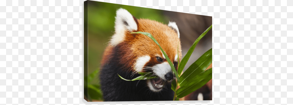 The Red Panda Or Shining Cat Is A Small Arboreal Supplier Generic The Red Panda Ailurus Fulgens, Animal, Lesser Panda, Mammal, Wildlife Png Image