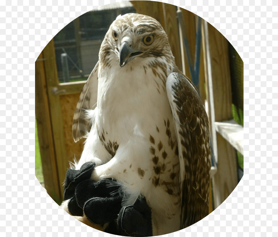 The Red Tailed Hawk Red Tailed Hawk, Animal, Beak, Bird, Buzzard Png Image