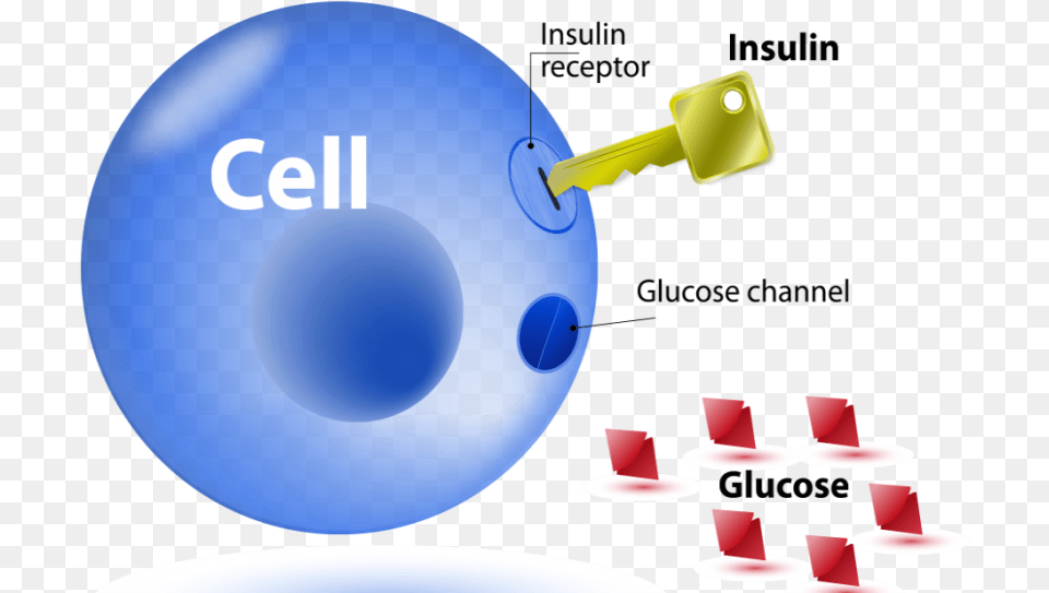 The Relationship Between Insulin Resistance And Lipids Insulin Glucose Cell Key, Sphere, Candle Free Png Download