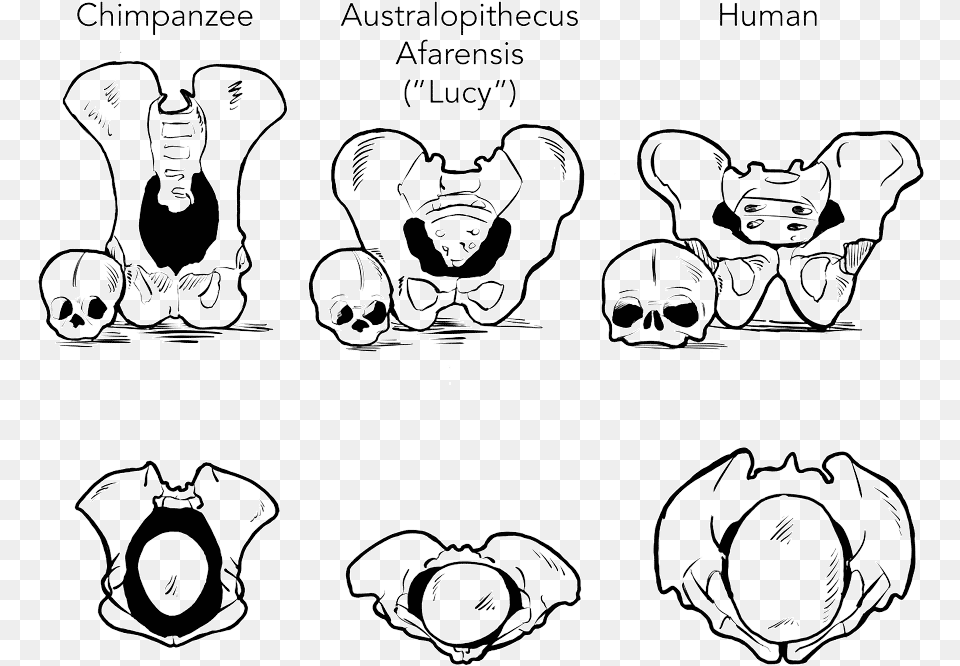 The Relative Sizes Of Female Pelvises And Infant Heads Cartoon, Stencil, Art, Baby, Person Free Png
