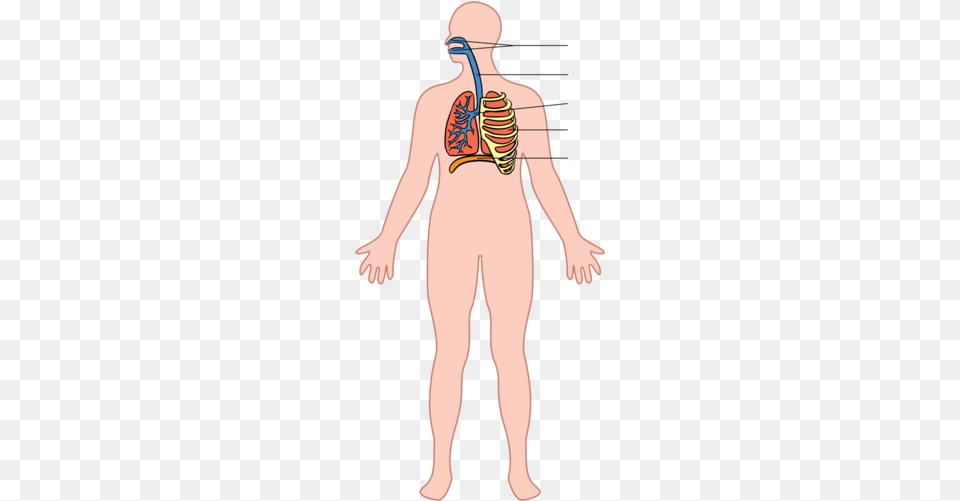 The Respiratory System Respiratory System Whole Body, Adult, Female, Person, Woman Free Png