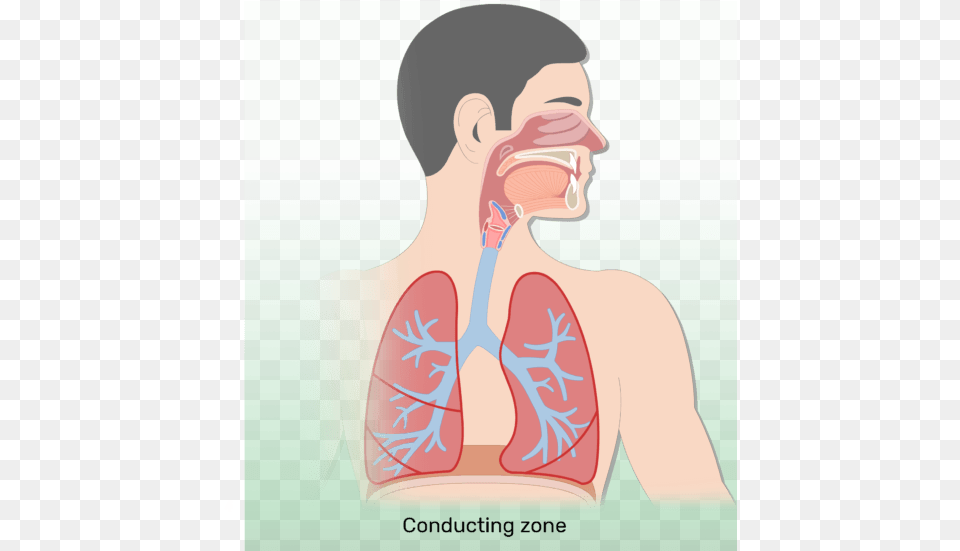 The Respiratory Zone Of The Respiratory System Respiratory System No Labels, Body Part, Face, Head, Neck Png