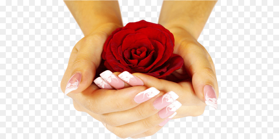 The Result Is A Custom Tailored Set Of Floral Pieces Rose Day Special Photo Hd, Body Part, Plant, Flower, Hand Free Png