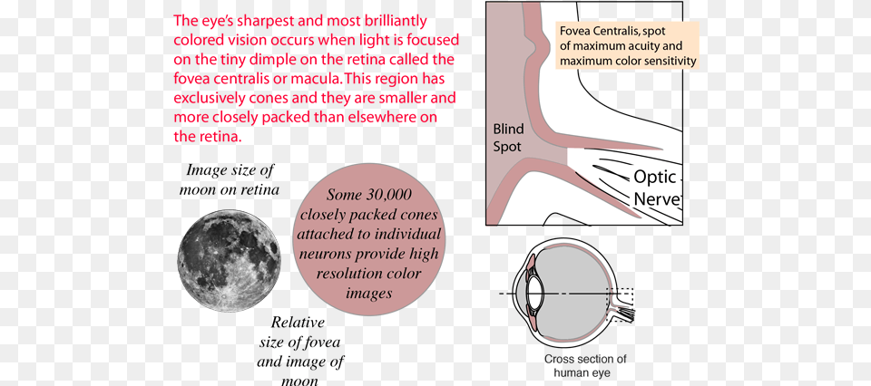 The Retina Of Human Eye Fovea Centralis Contains, Nature, Night, Outdoors, Astronomy Free Png