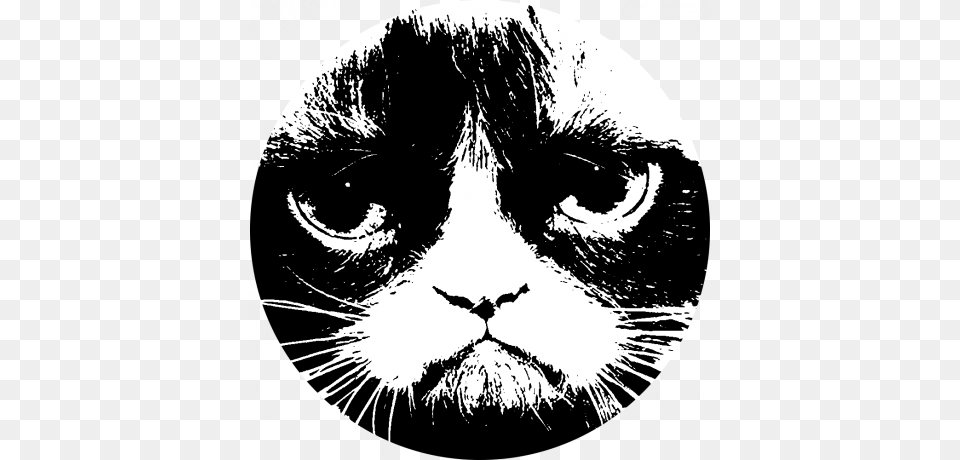 The Revenge Of Folk Politics Grumpy Cat, Adult, Male, Man, Person Png