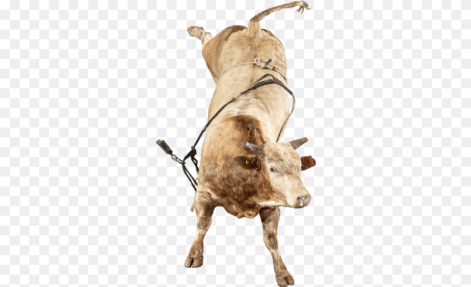 The Right Stuff Bull, Animal, Mammal, Cattle, Cow Free Png Download