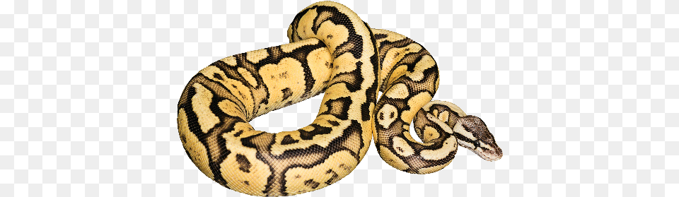 The Rising Star Ball Python Transparent Background, Animal, Reptile, Snake Png