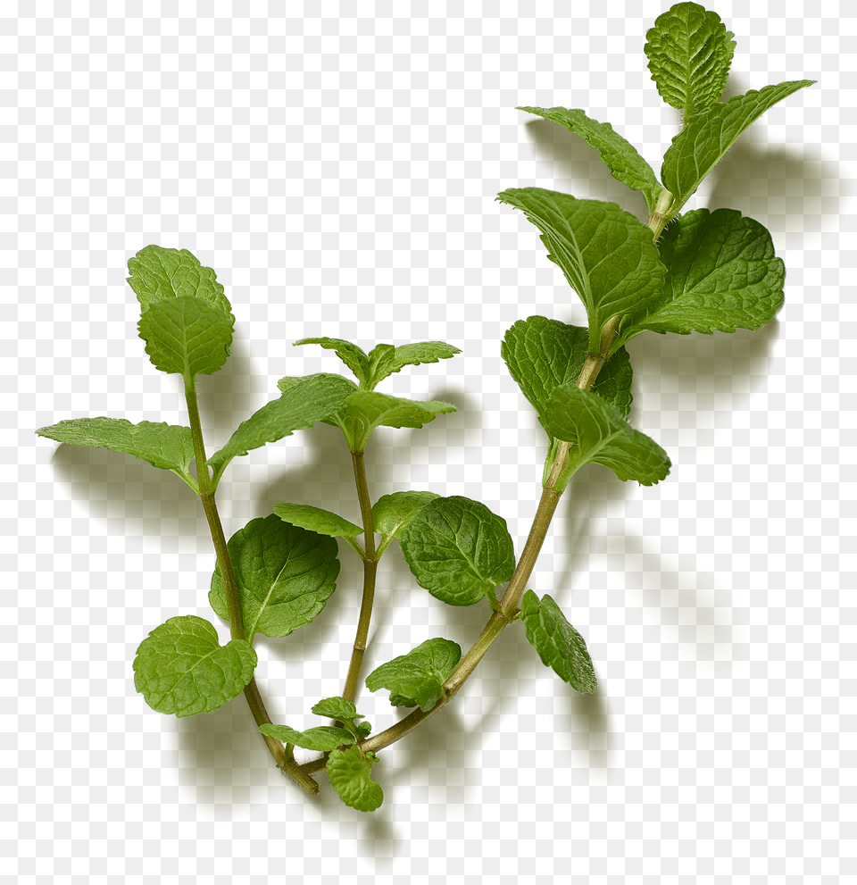 The Ritual Of Hammam Organic Tea Twig, Herbs, Leaf, Mint, Plant Free Png Download
