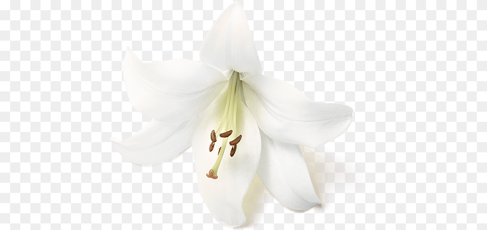 The Ritual Of Holi Shower Foam Flower Tiger Lily, Anther, Plant, Person Png Image