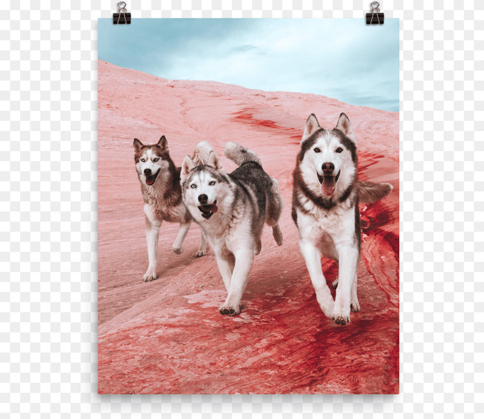 The Rock Poster Canadian Eskimo Dog, Animal, Canine, Husky, Mammal Free Png