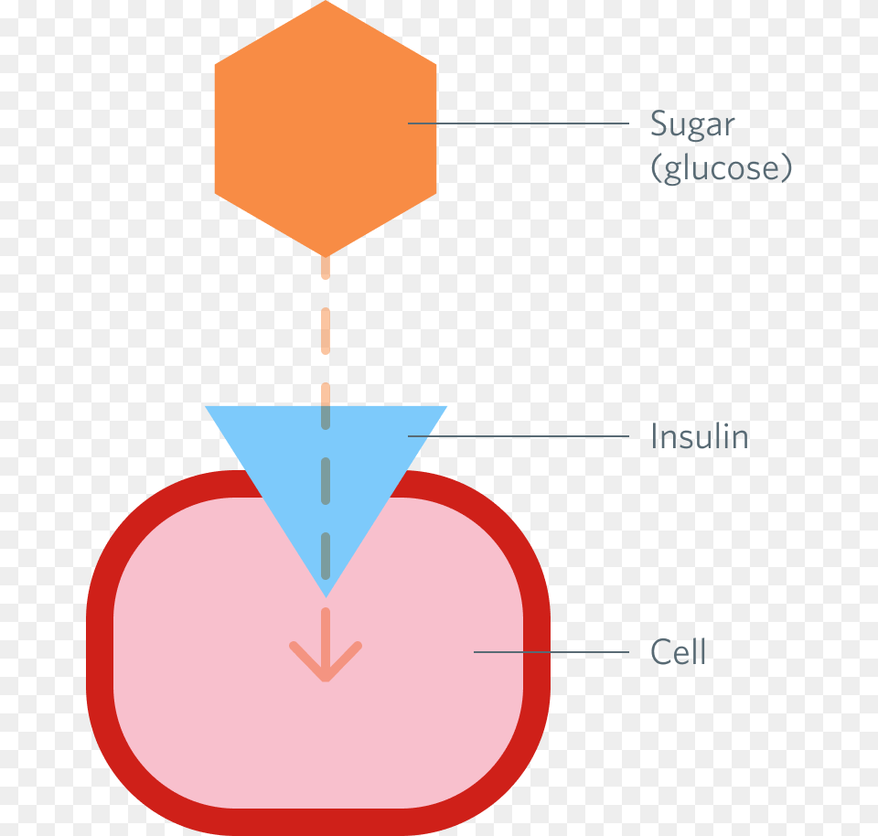 The Role Of Insulin Insulin Attached To Cell Png