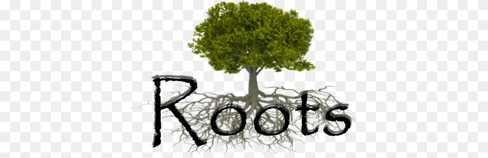 The Roots Seminars Are Saturday Classes That Cover Oak, Plant, Tree, Potted Plant, Root Free Png Download