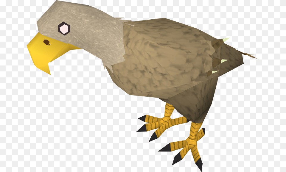 The Runescape Wiki Desert Eagle Animal, Bird Free Png Download