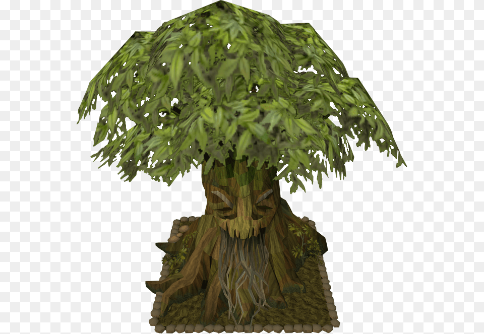 The Runescape Wiki Portable Network Graphics, Conifer, Tree, Potted Plant, Plant Free Png