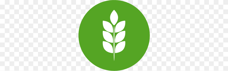 The Seal Of Quality For Vegan And Vegetarian Products V Label, Plant, Green, Leaf, Logo Free Png
