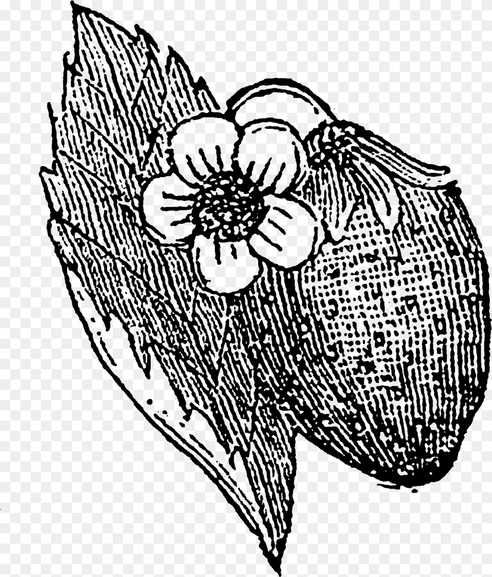 The Second Botanical Digital Stamp Is Of A Strawberry Line Art, Person Free Transparent Png