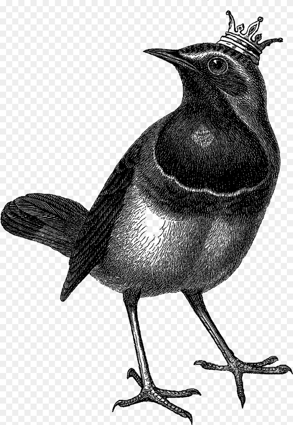 The Second Digital Bird Clipart Is Of The Bird Wearing Skull, Animal, Blackbird, Silhouette, Person Png