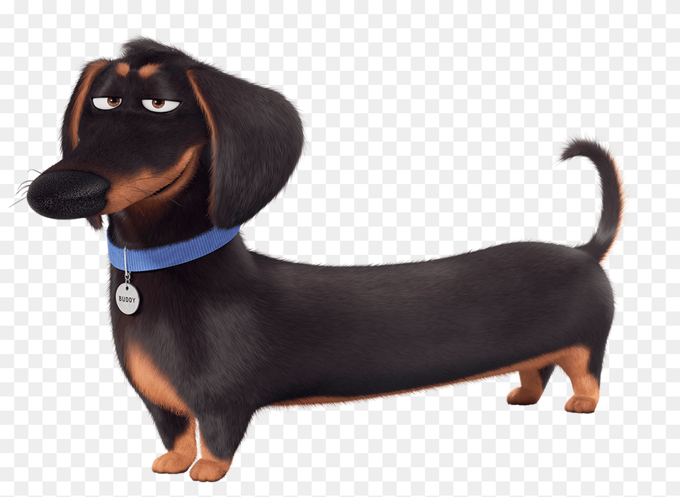 The Secret Life Of Pets Buddy, Snout, Animal, Canine, Dog Png Image