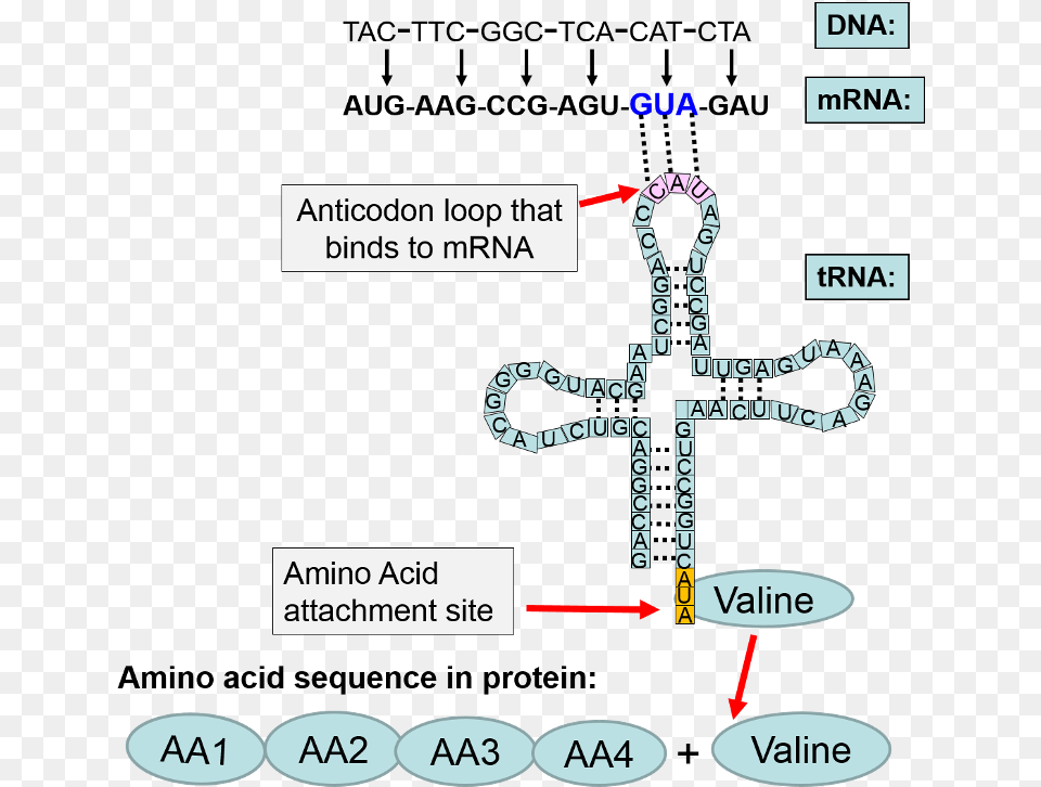 The Sequence Of Coding Events From The Dna Coding Strand Translation, Cross, Symbol, Chart, Plot Png