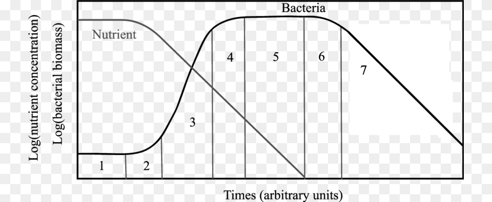 The Seven Phases Of Bacterial Growth Defined By Buchanan Diagram, Handrail, Triangle Free Transparent Png