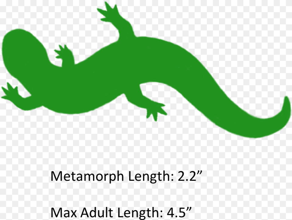 The Shaded Region Represents The Range Of The Mole Hellbender Clipart, Animal, Gecko, Lizard, Reptile Free Png