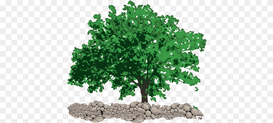 The Shawshank Oak Tree Ltd Welcome To Shawshank Oak, Plant, Sycamore, Vegetation, Green Free Png