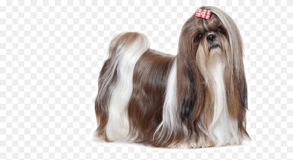 The Shih Tzu Is Covered With Luxuriant Long And Straight Shih Tzu Dog, Animal, Canine, Mammal, Pet Png